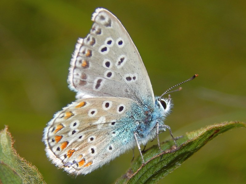 Lycaenidae da ID - Polyommatus (Polyommatus) icarus